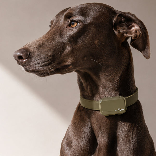 UAHPET Pulse Smart Health & GPS Tracker
