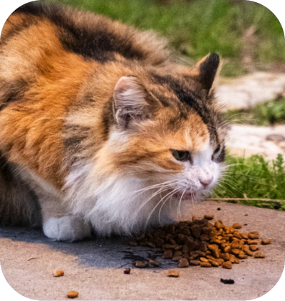 One Purchase One Meal