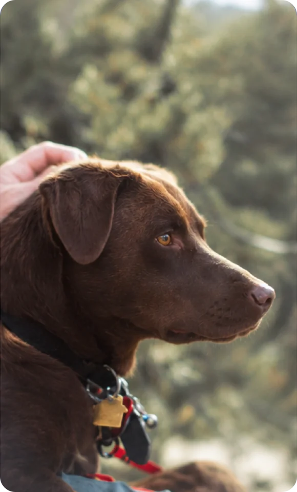 SENIOR DOG CARE