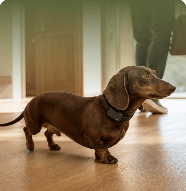 BACK + MOBILITY DACHSHUND