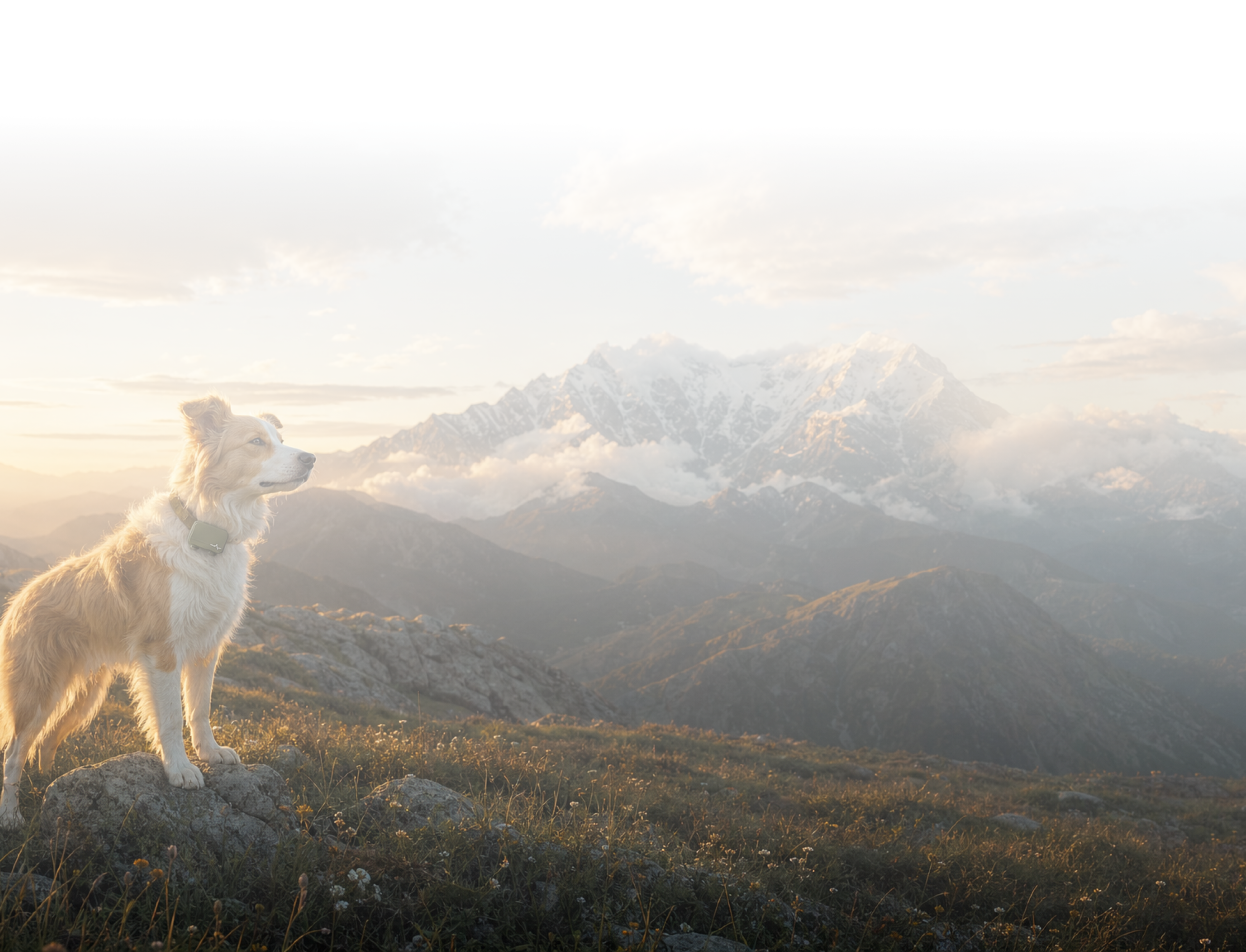 Dog wearing Uahpet Pulse while walking outdoors