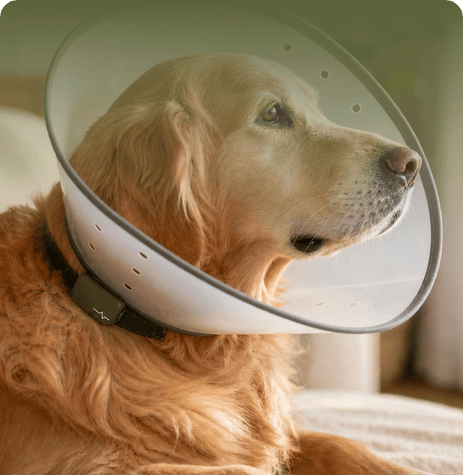 POST-SURGERY RECOVERY
GOLDEN RETRIEVER