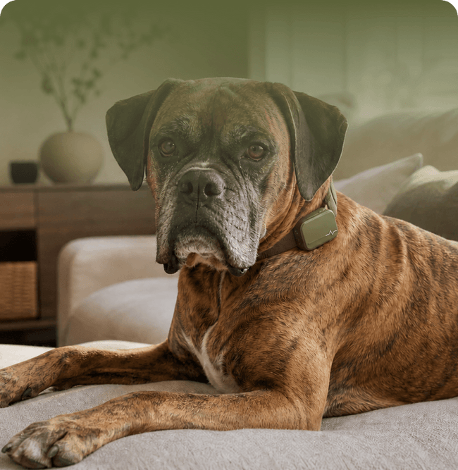 Mabel · Boxer · 12 years old