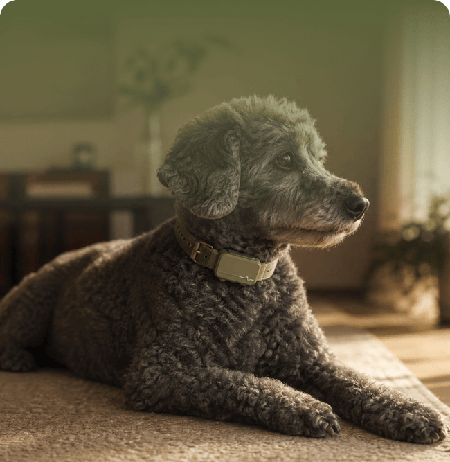 Otto · Standard Poodle · 12 years old