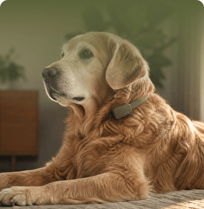 Cooper · Golden Retriever · 11 years old
