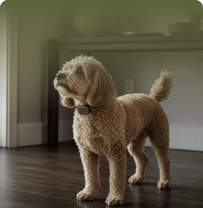 Emily & Coco · Poodle