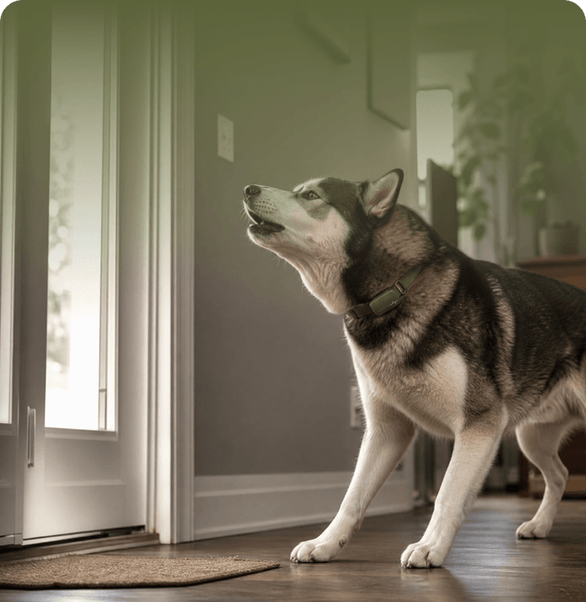 Daniel & Atlas · German Shepherd