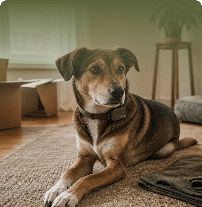 Mina & Scout · Mixed breed
