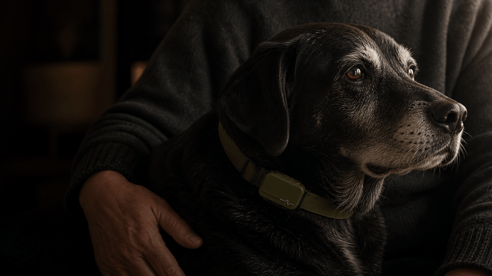 SENIOR DOG CARE