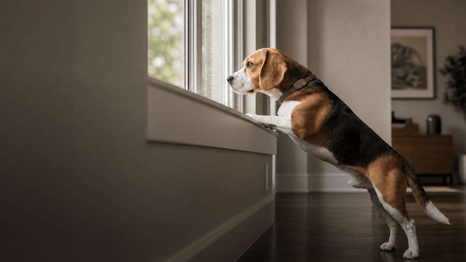 dog’s SEPARATION ANXIETY