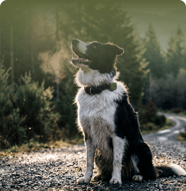 Scout · Border Collie