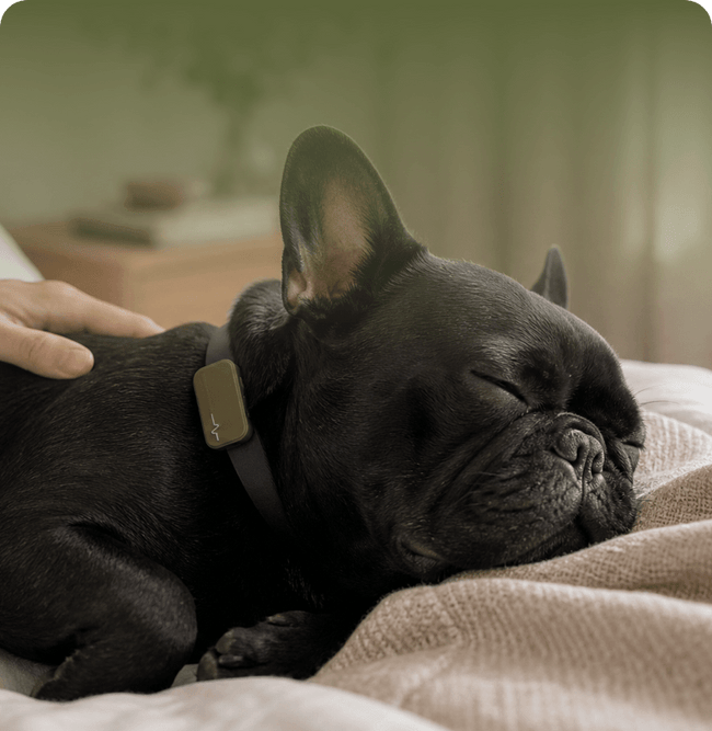 CARDIO & RESPIRATORY HEALTH
FRENCH BULLDOG