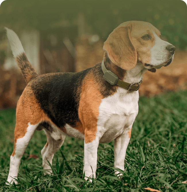 Archie · Beagle