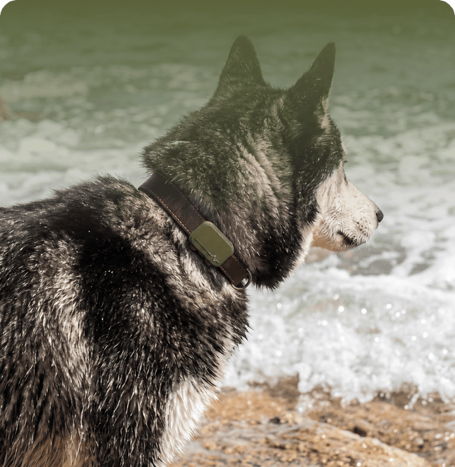 Nova · Siberian Husky
