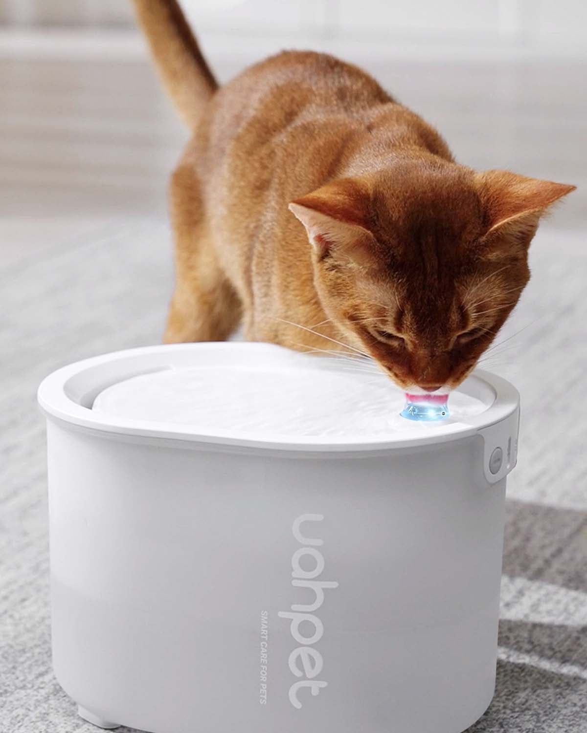 Cats interested in glow led light, glow cat water fountain help them take in more water
