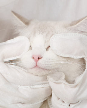 Human use pet glove wipes to clean cat's face