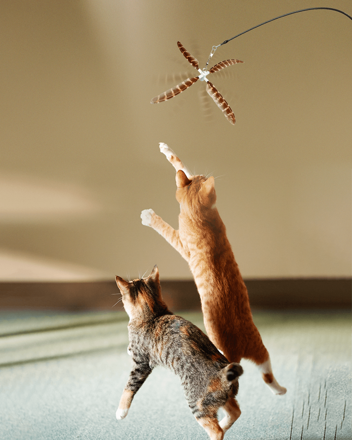 two cats are competing to catch the teaser head from the cat wand toy