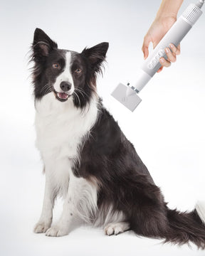 border Collie high-velocity dog hair dryer