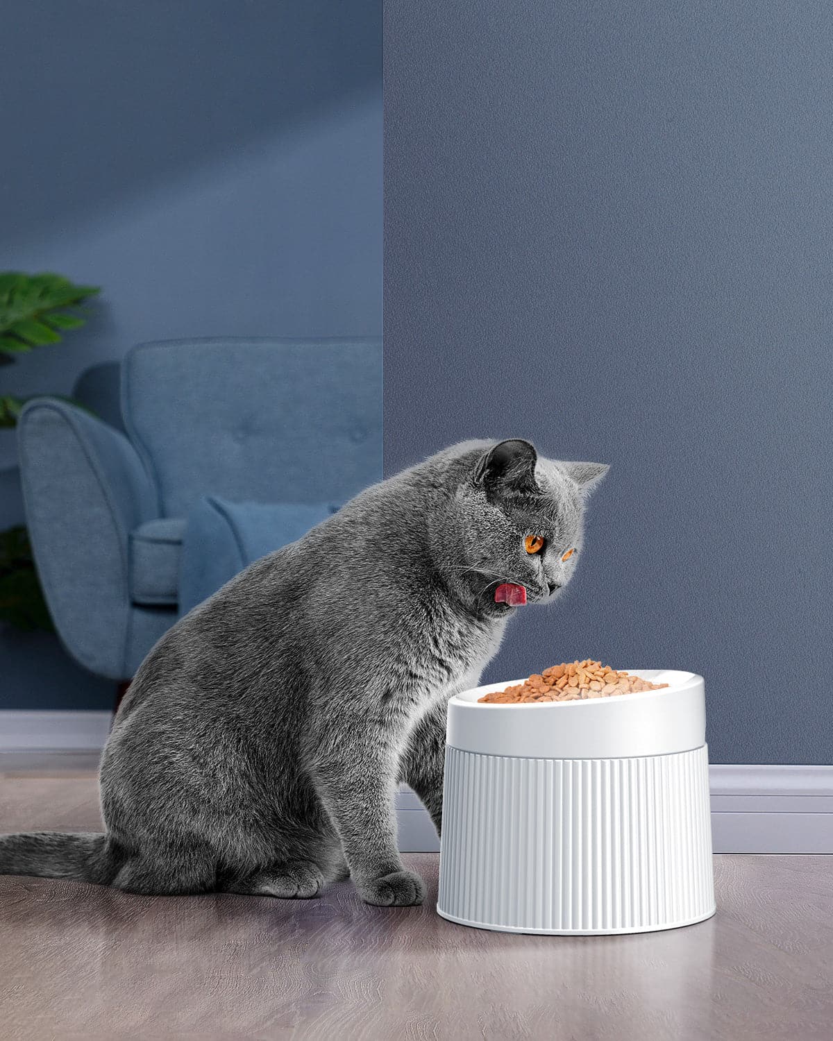 gray cat with elevated cat bowl